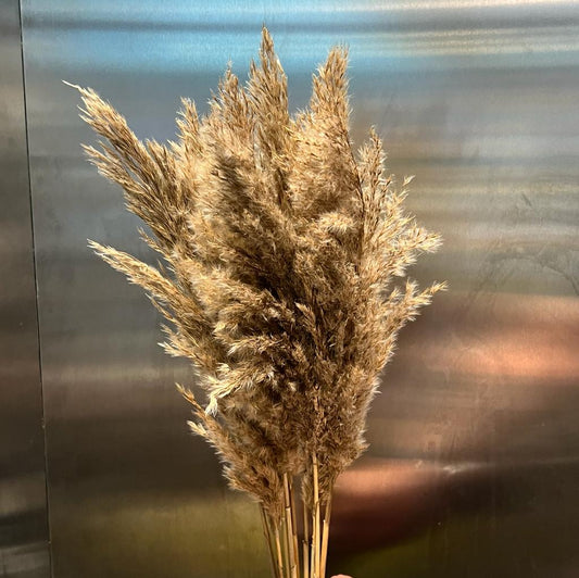 Dried Pampas Stem