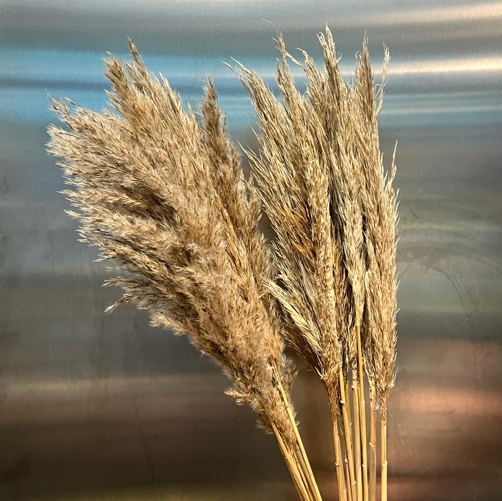 Dried Pampas Stem