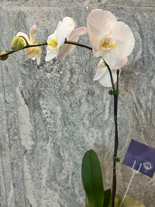 White Orchid / Philonopsis - Single Stem