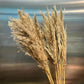 Dried Pampas Stem