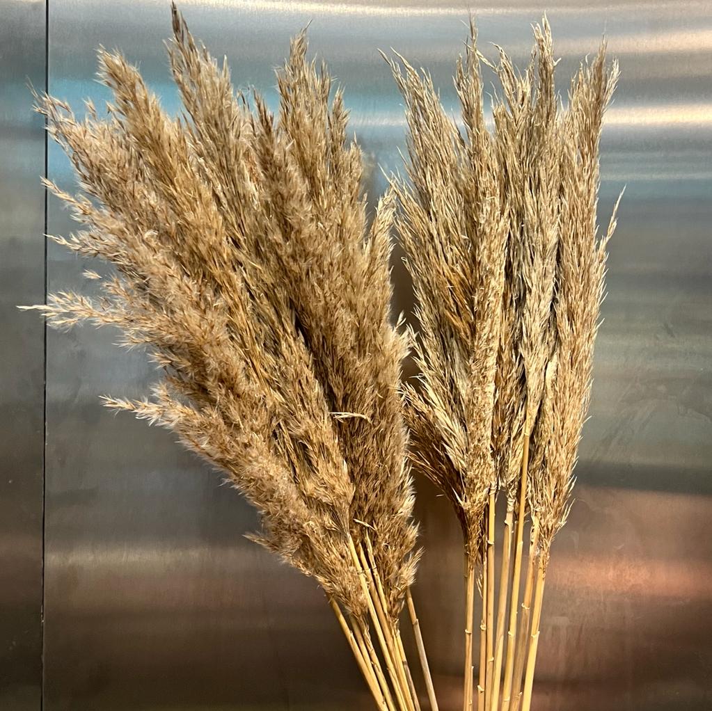 Dried Pampas Stem