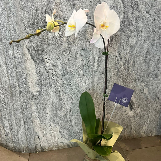 White Orchid / Philonopsis - Single Stem