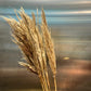 Dried Pampas Stem
